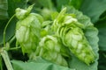 Green fresh hop cones for making beer and bread closeup , blue toned, agricultural background Royalty Free Stock Photo