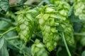 Green fresh hop cones for making beer and bread closeup , blue toned, agricultural background Royalty Free Stock Photo