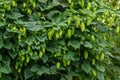 Green fresh hop cones for making beer and bread closeup , blue toned, agricultural background Royalty Free Stock Photo