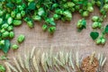 Green Fresh Hops with Wheat as copy space frame text area on sackcloth background Royalty Free Stock Photo