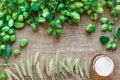 Green Fresh Hops with Wheat and Beer as copy space frame text area on sackcloth background Royalty Free Stock Photo