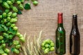 Green Fresh Hops with Wheat and two bottles of beer as copy space frame text area on sackcloth background Royalty Free Stock Photo