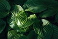 Green fresh hosta leaves with water drops