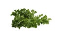 Green fresh kale leaf isolated on white background Royalty Free Stock Photo