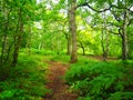 Green fresh lant forest path