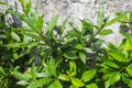 Green Fresh Laurel Bush Leaves