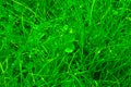Green fresh lawn full of beautiful dew drops after rain Royalty Free Stock Photo