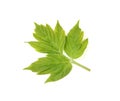 A green fresh leaf of an ash leaved maple isolated on a white Royalty Free Stock Photo
