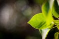 Green fresh leaf illuminated by sunlight Royalty Free Stock Photo