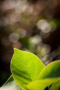 Green fresh leaf illuminated by sunlight Royalty Free Stock Photo