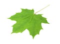 A green fresh leaf of a maple isolated on a white