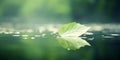 Green fresh leaf on mirror surface with reflection on shiny water surface