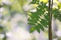 Green fresh leaf of a mountain ash against the background from light green bokeh Royalty Free Stock Photo