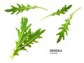 Green fresh leaf rucola or arugula isolated on white background Royalty Free Stock Photo