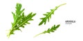 Green fresh leaf rucola or arugula isolated on white background Royalty Free Stock Photo