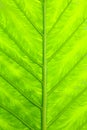 Green fresh leaf and water drop