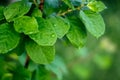 Green fresh leaf with water drops dew Royalty Free Stock Photo