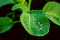 Green fresh leaf with a water drops dew Royalty Free Stock Photo