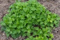 Green fresh leafs eranthis hyemalis. Winter Aconites