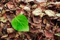 Green fresh leave on brown dry dead leaves makes a dissonance Royalty Free Stock Photo