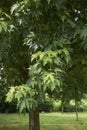 Green fresh leaves of Acer saccharinum tree