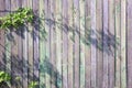 Green fresh leaves on the background of an old wooden fence painted with pink and purple paint Royalty Free Stock Photo