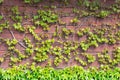 Green Boston ivy or Parthenocissus tricuspidata and old berries on wooden fence. Spring background Royalty Free Stock Photo