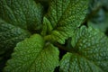 Green fresh leaves of mint, lemon balm close-up macro shot. Mint leaf texture. Ecology natural layout. Mint leaves pattern, Royalty Free Stock Photo