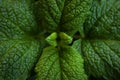 Green fresh leaves of mint, lemon balm close-up macro shot. Mint leaf texture. Ecology natural layout. Mint leaves pattern, Royalty Free Stock Photo