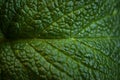 Green fresh leaves of mint, lemon balm close-up macro shot. Mint leaf texture. Ecology natural layout. Mint leaves pattern, Royalty Free Stock Photo