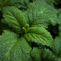 Green fresh leaves of mint, lemon balm close-up macro shot. Mint leaf texture. Ecology natural layout. Mint leaves pattern, Royalty Free Stock Photo