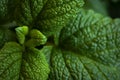 Green fresh leaves of mint, lemon balm close-up macro shot. Mint leaf texture. Ecology natural layout. Mint leaves pattern, Royalty Free Stock Photo