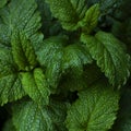 Green fresh leaves of mint, lemon balm close-up macro shot. Mint leaf texture. Ecology natural layout. Mint leaves pattern, Royalty Free Stock Photo
