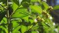 Green leaves moving in the spring wind