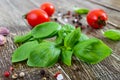 Green fresh leaves of organic basil and small ripe tomatoes salt and pepper Royalty Free Stock Photo