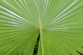 Green fresh leaves of palm tree and clear blue sky background or photo frame natural Royalty Free Stock Photo