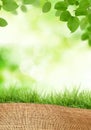 Green Fresh Leaves and Sack Royalty Free Stock Photo