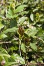 Green leaf of tea Royalty Free Stock Photo