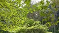 Green fresh leaves on tree branches close up to the sky in the sun in the forest Royalty Free Stock Photo