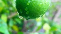 Green fresh lemon in japanese garden Royalty Free Stock Photo