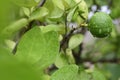 Green fresh lemon with water drop in organic garden. Royalty Free Stock Photo