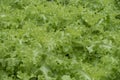 Green fresh lettuce in farm as for argiculture Royalty Free Stock Photo