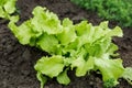 Green fresh lettuce grows in the ground in the garden. farming and growing vegetables concept