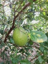 A green and fresh lime fruit