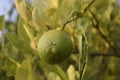 A green fresh lime fruit hanging on a lime tree