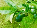 A green fresh lime fruit hanging on a lime tree. Royalty Free Stock Photo