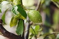 Green fresh lime hanging on tree with rain drops Royalty Free Stock Photo