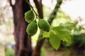 Green fresh lime hanging on tree with rain drops Royalty Free Stock Photo