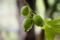 Green fresh lime hanging on tree with rain drops Royalty Free Stock Photo