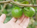 Green fresh limes in a farmer`s hand in a farm being checked for their quality